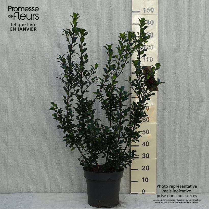 Houx - Ilex x meserveae Mesid Pot de 12L/15L sample as delivered in winter