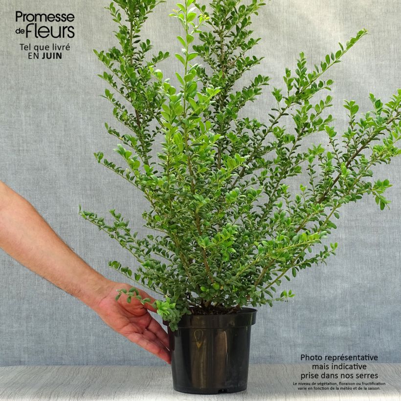 Crenate Holly - Ilex crenata Convexa 2L/3L pot sample as delivered in summer