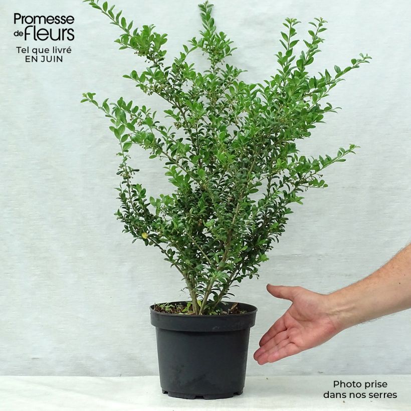 Crenate Holly - Ilex crenata Convexa 4L/5L pot sample as delivered in summer