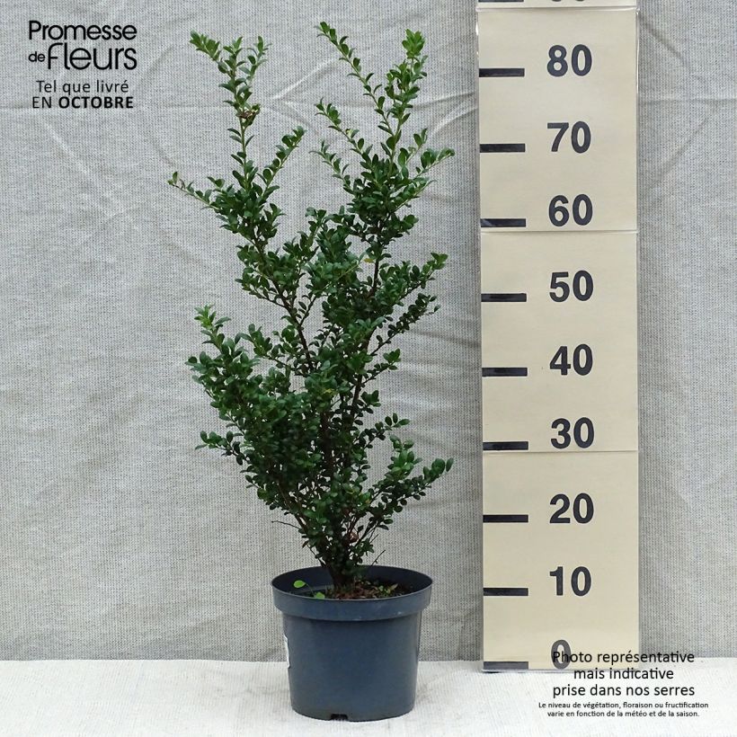 Houx crénelé - Ilex crenata Convexa 50/60cm en pot de 5L sample as delivered in autumn