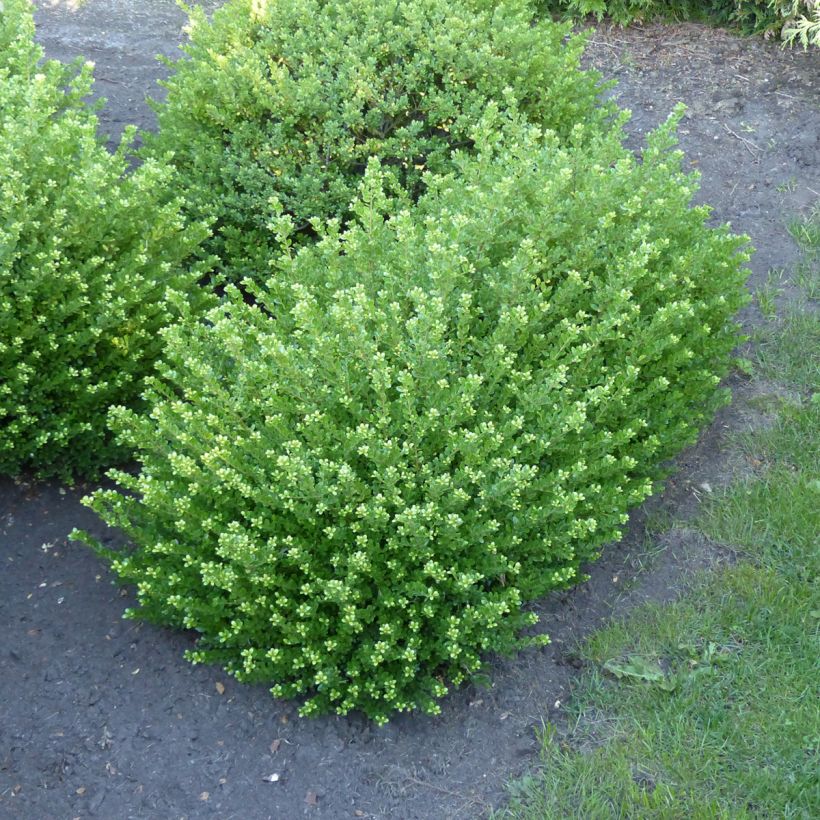 Ilex crenata Glorie Dwarf - Japanese Holly (Plant habit)