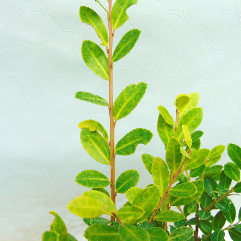 Ilex crenata Glory Gem - Japanese Holly (Foliage)
