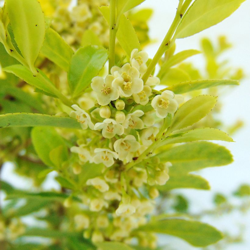 Ilex crenata Glory Gem - Japanese Holly (Flowering)