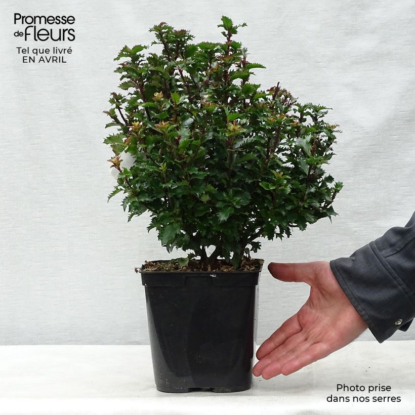 Ilex x meserveae MAGICAL Little Rascal Mondo - Blue Holly sample as delivered in spring