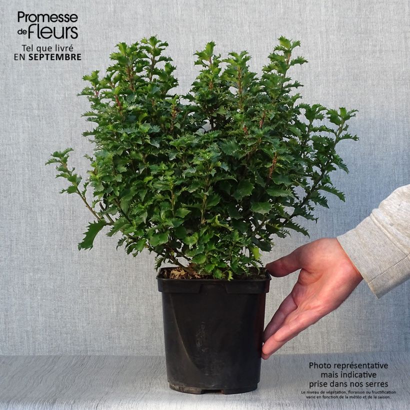 Houx nain - Ilex meserveae Little Rascal  Pot de 3L/4L sample as delivered in autumn