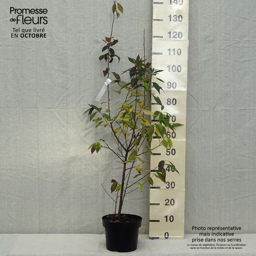 Ilex verticillata Magical Daydream 4L/5L pot sample as delivered in autumn