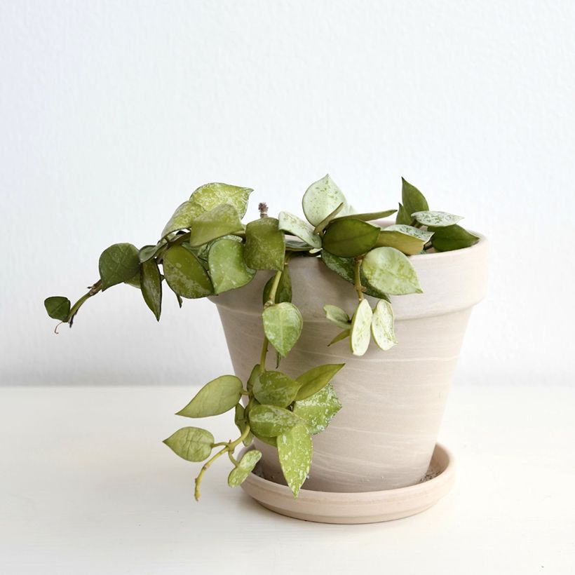 Hoya krohniana Eskimo - Wax plant (Plant habit)