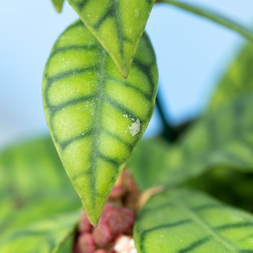 Hoya callistophylla - Wax plant (Foliage)