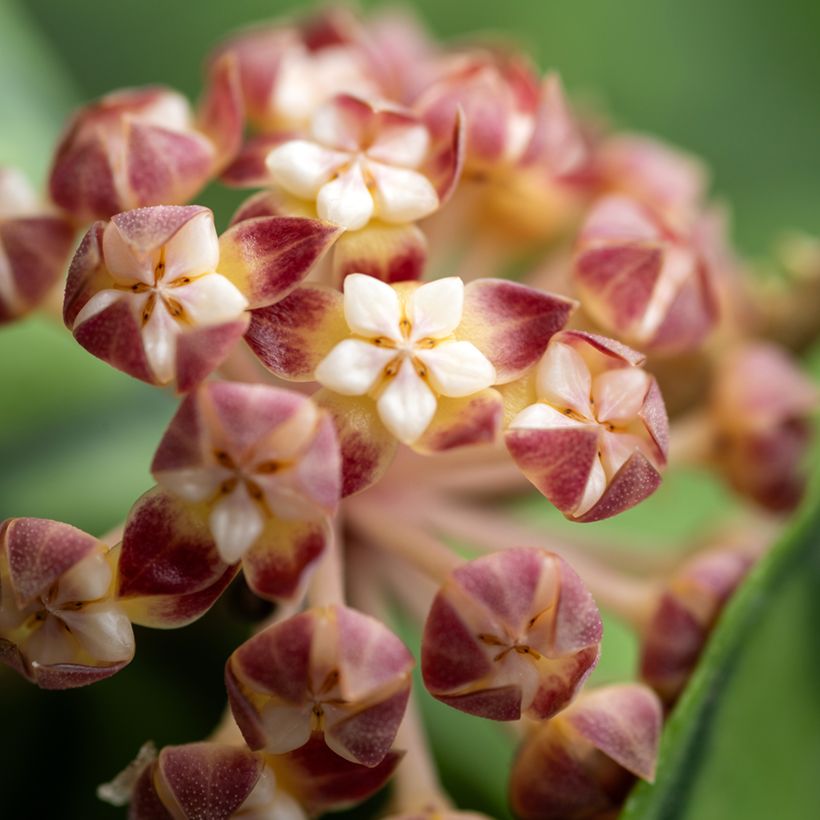 Hoya callistophylla - Wax plant (Flowering)