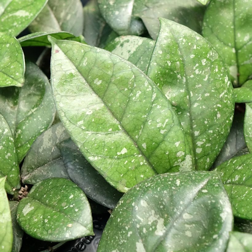 Hoya callistophylla Sabah - Wax plant (Foliage)