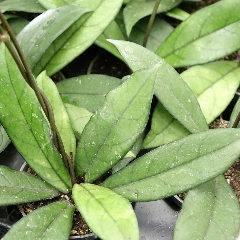 Hoya crassipetiolata - Wax plant (Foliage)