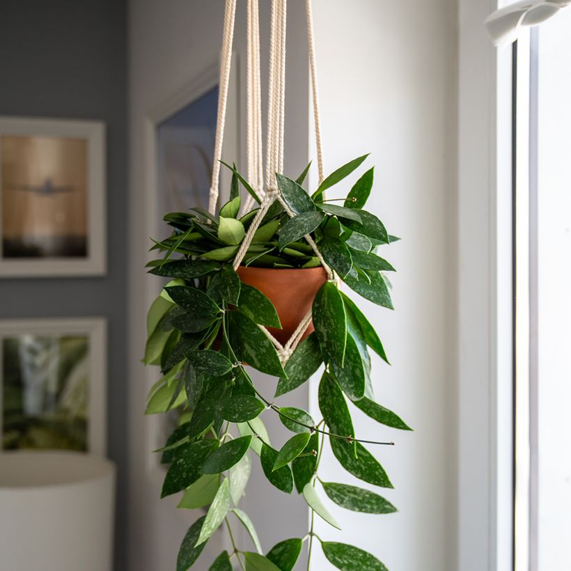 Hoya gracilis - Wax plant (Plant habit)