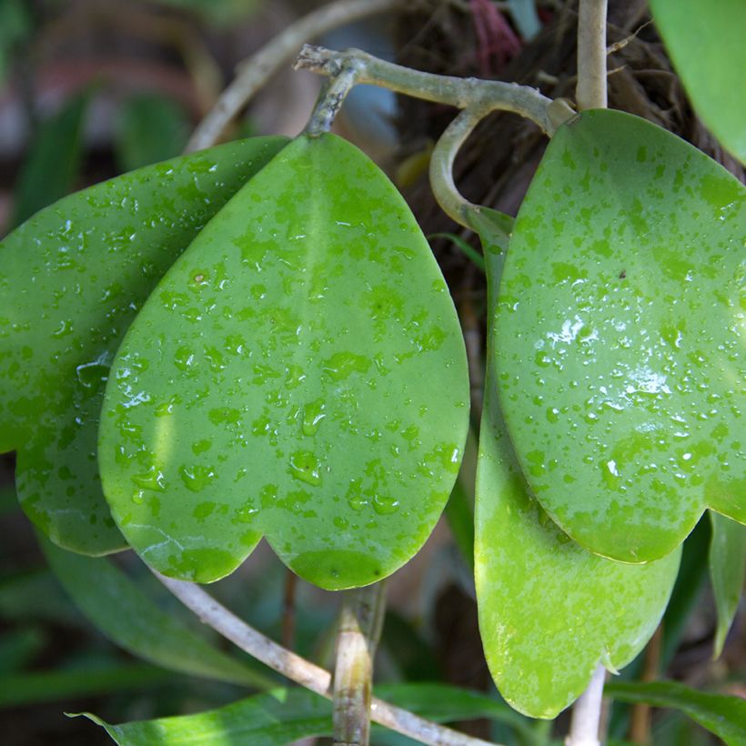 Hoya kerrii - Hoya heart (Foliage)