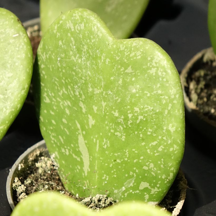 Hoya kerrii Splash - Hoya heart (Foliage)