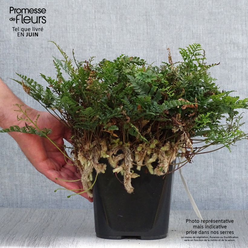 Humata tyermannii  12cm pot sample as delivered in summer