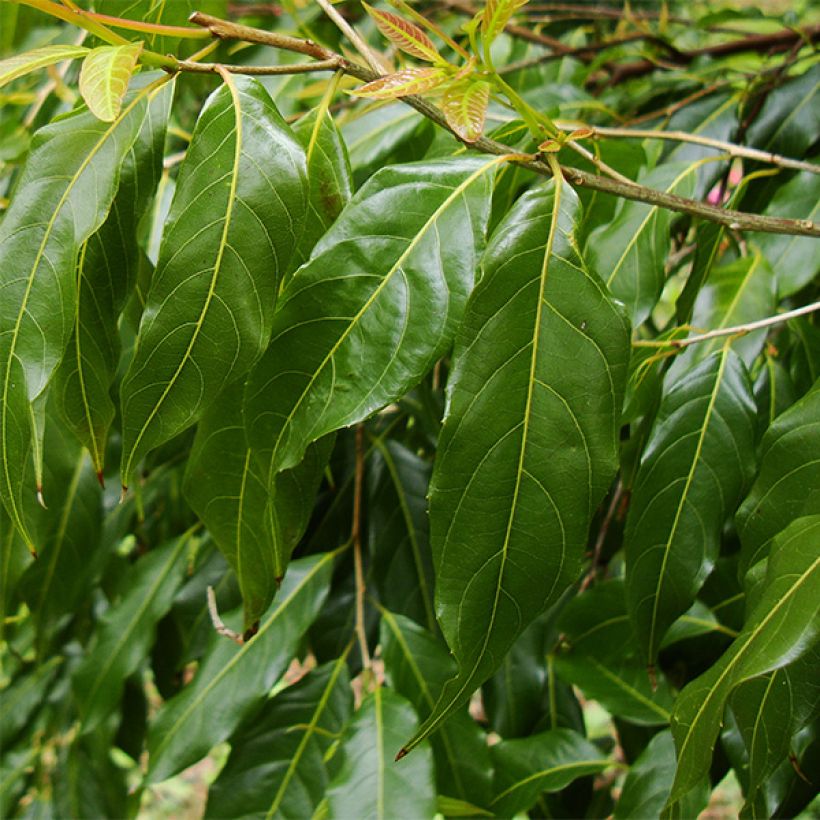 Huodendron biaristatum (Foliage)