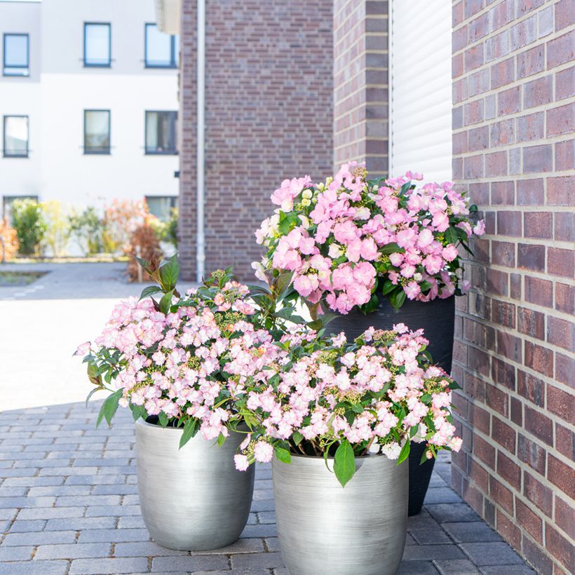 Hydrangea macrophylla Bloombuster (Plant habit)