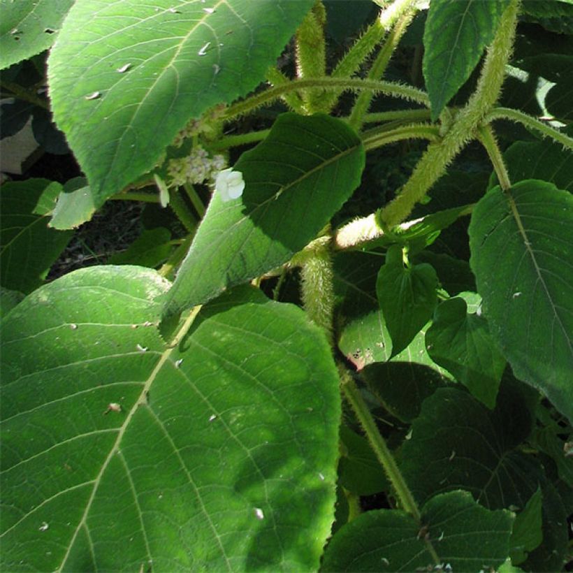 Hydrangea aspera Anthony Bullivant (Foliage)