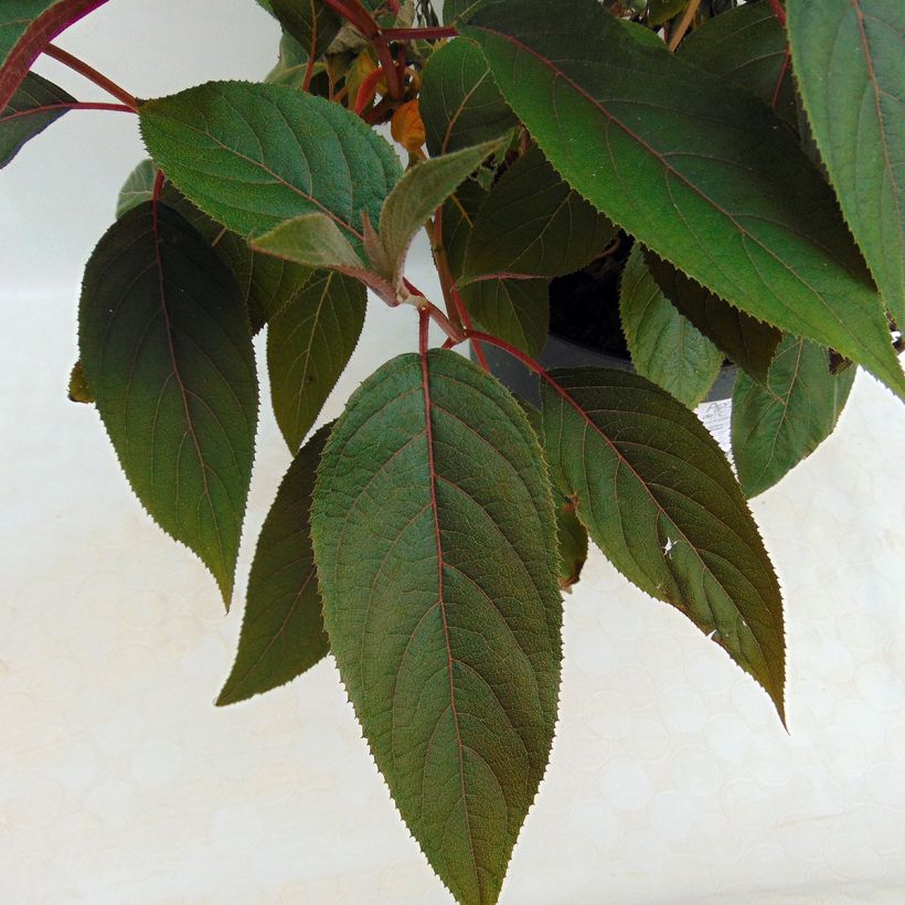 Hydrangea aspera Hot Chocolate (Foliage)