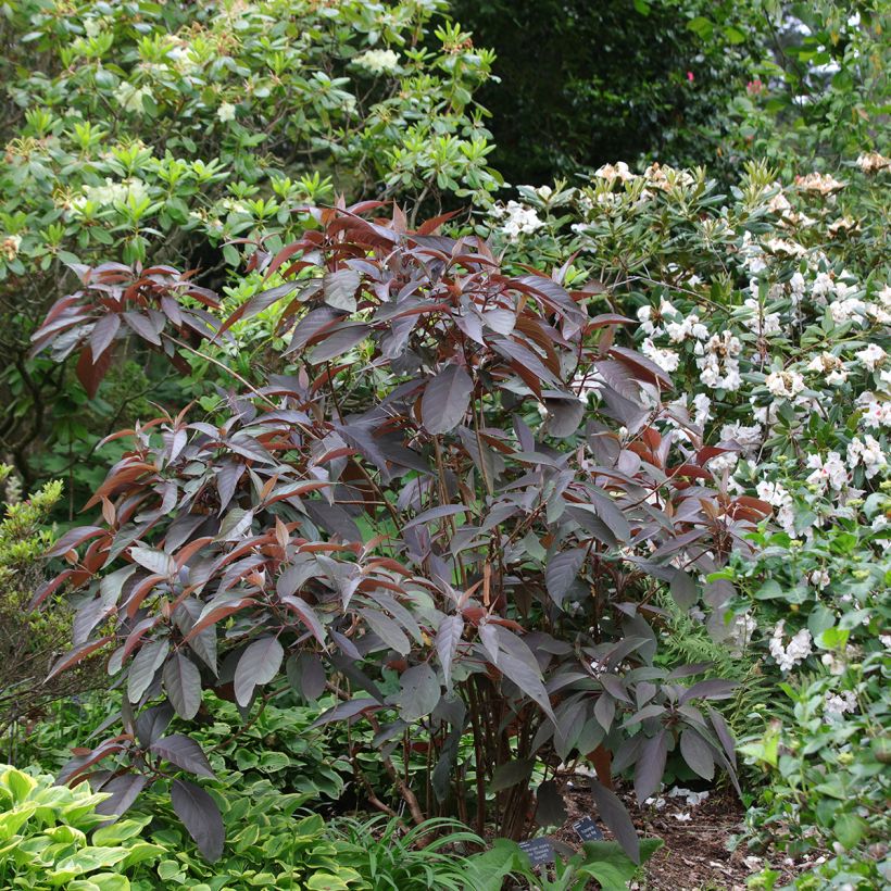 Hydrangea aspera Hot Chocolate (Plant habit)