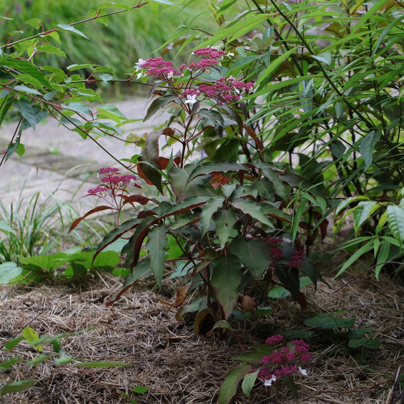 Hydrangea aspera Rosemary Foster (Plant habit)