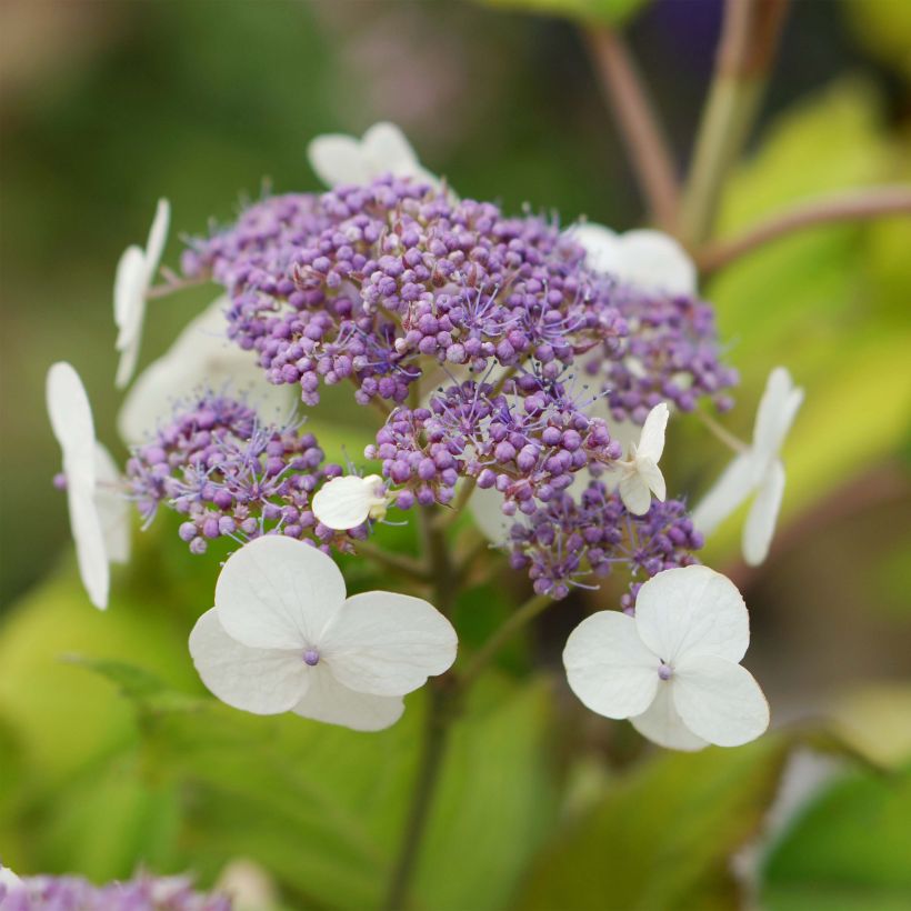 Hydrangea aspera subsp. sargentiana Goldrush (Flowering)