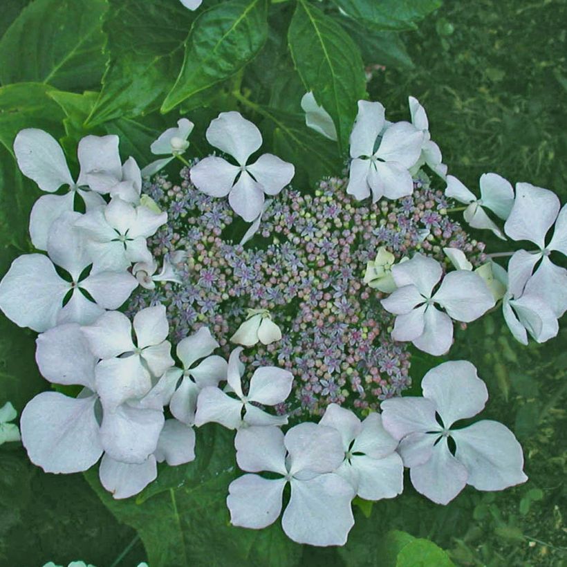 Hydrangea macrophylla Beauté Vendômoise (Flowering)