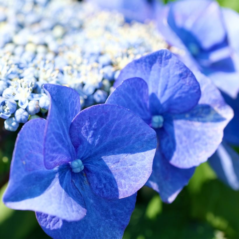 Hydrangea macrophylla Blue Sky (Flowering)