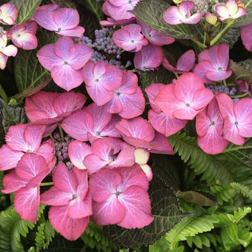 Hydrangea macrophylla Dark Angel Purple (Flowering)