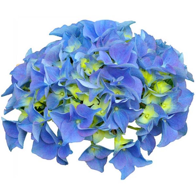Hydrangea macrophylla Early Blue (Flowering)