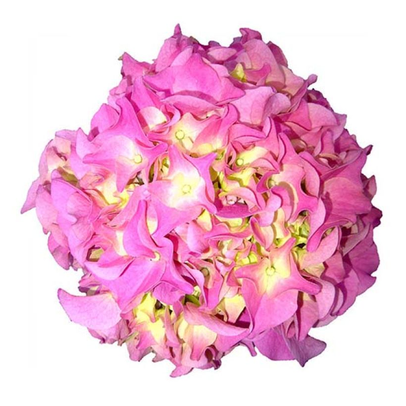 Hydrangea macrophylla Early Rose (Flowering)