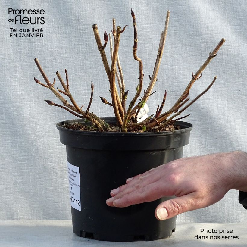 Hydrangea macrophylla Hovaria Elleair Anniversary sample as delivered in winter