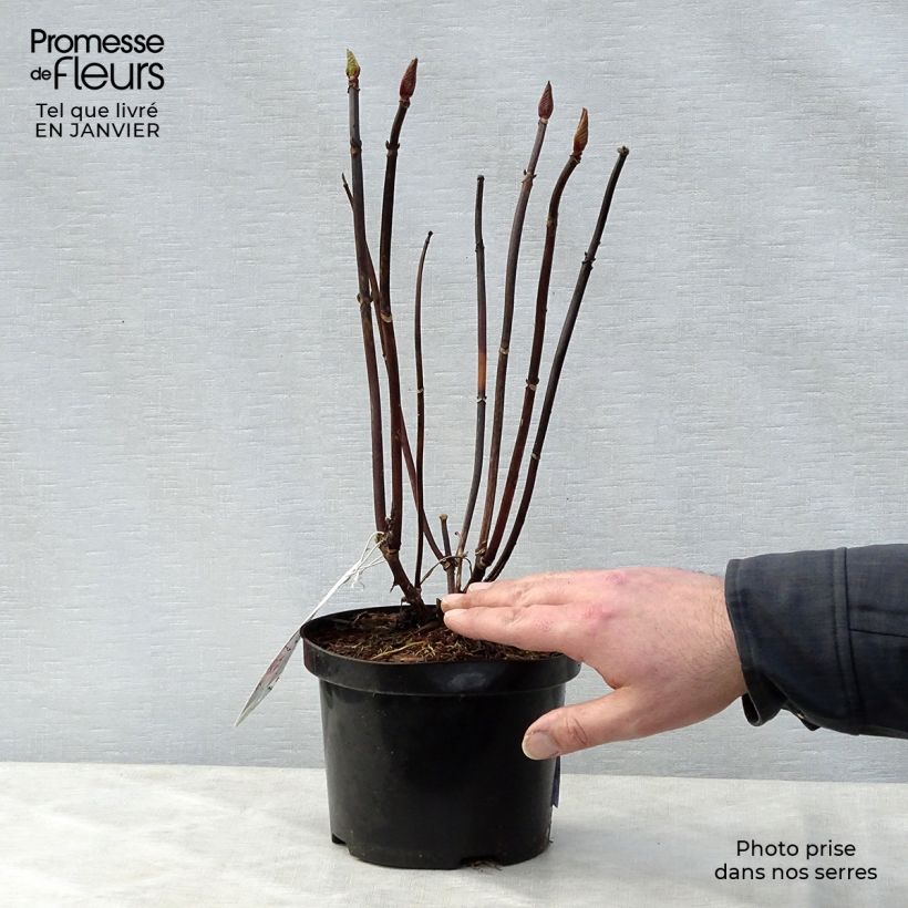 Hydrangea macrophylla Hamburg 2L/3L pot sample as delivered in winter