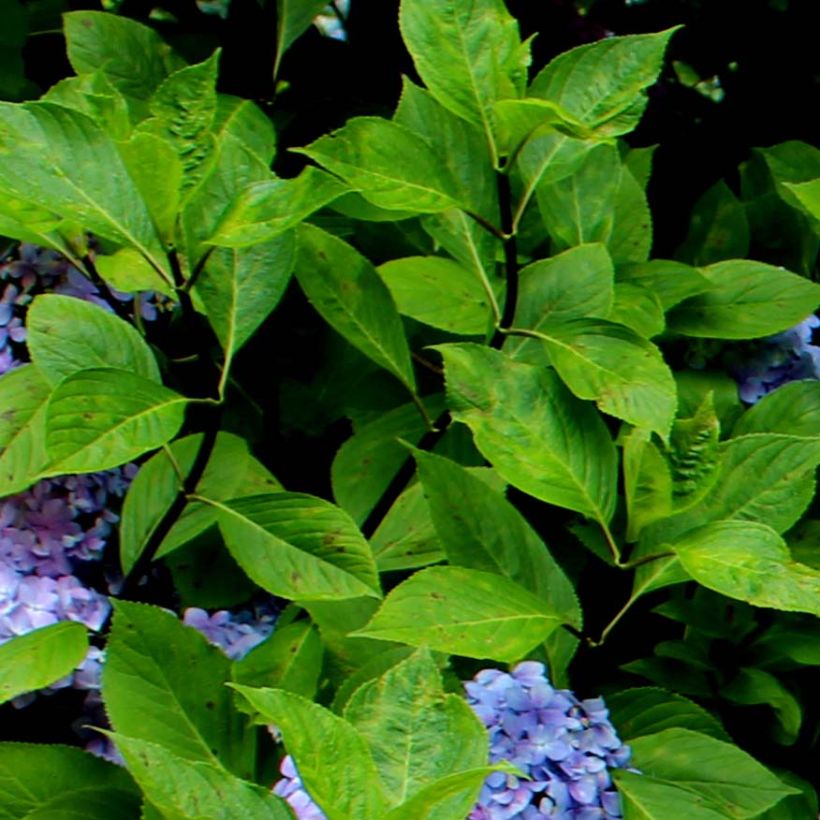 Hydrangea macrophylla Nigra (Foliage)
