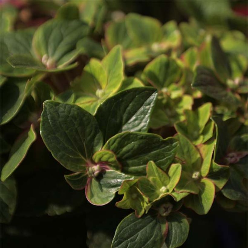 Hydrangea macrophylla Schloss Wackerbarth (Foliage)