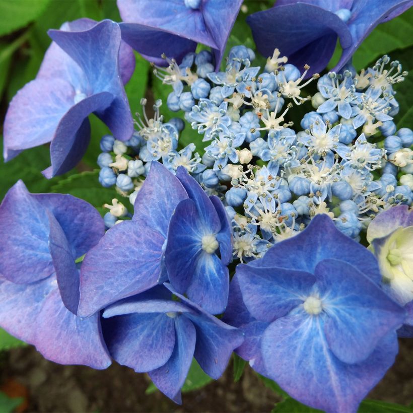 Hydrangea macrophylla Teller Blue (Flowering)