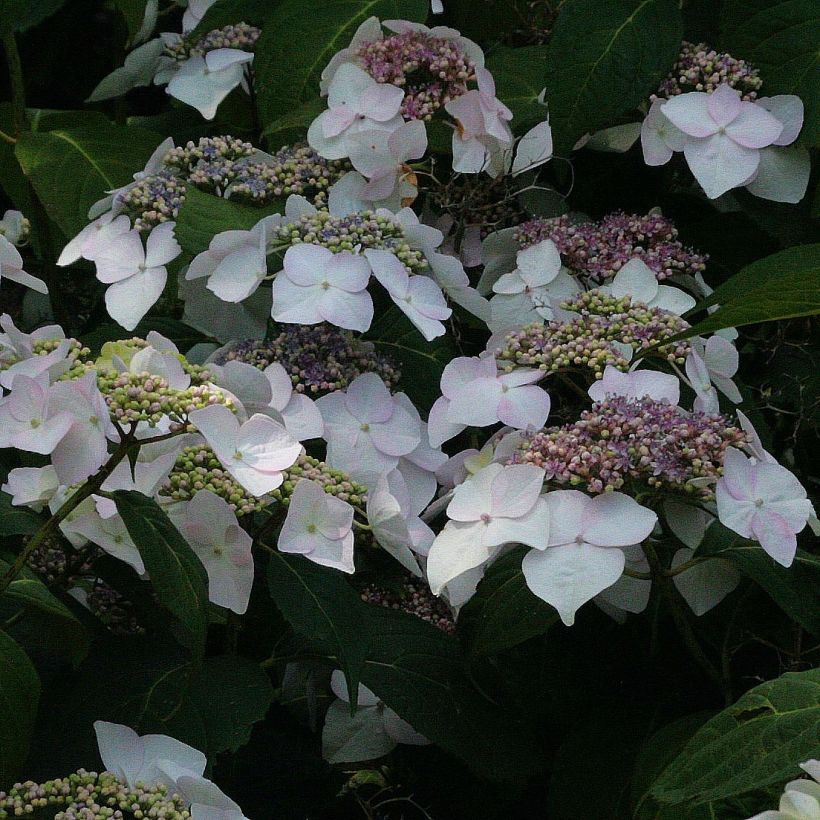 Hydrangea macrophylla Veitchii (Flowering)