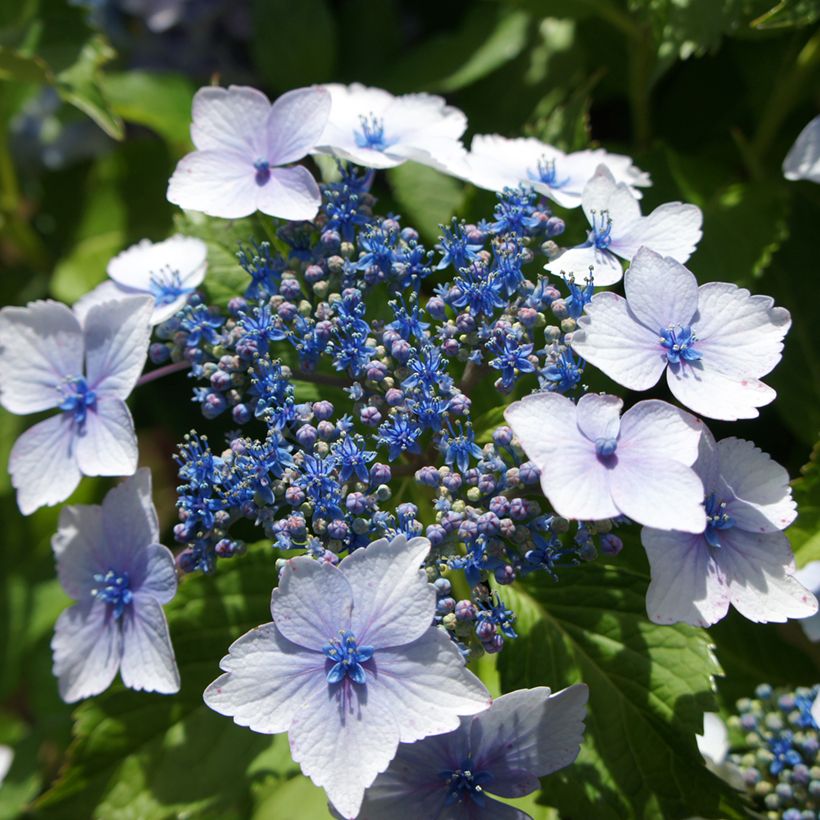 Hydrangea macrophylla Blue Wave (Flowering)