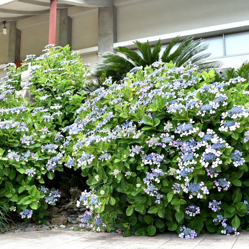 Hydrangea macrophylla Blue Wave (Plant habit)