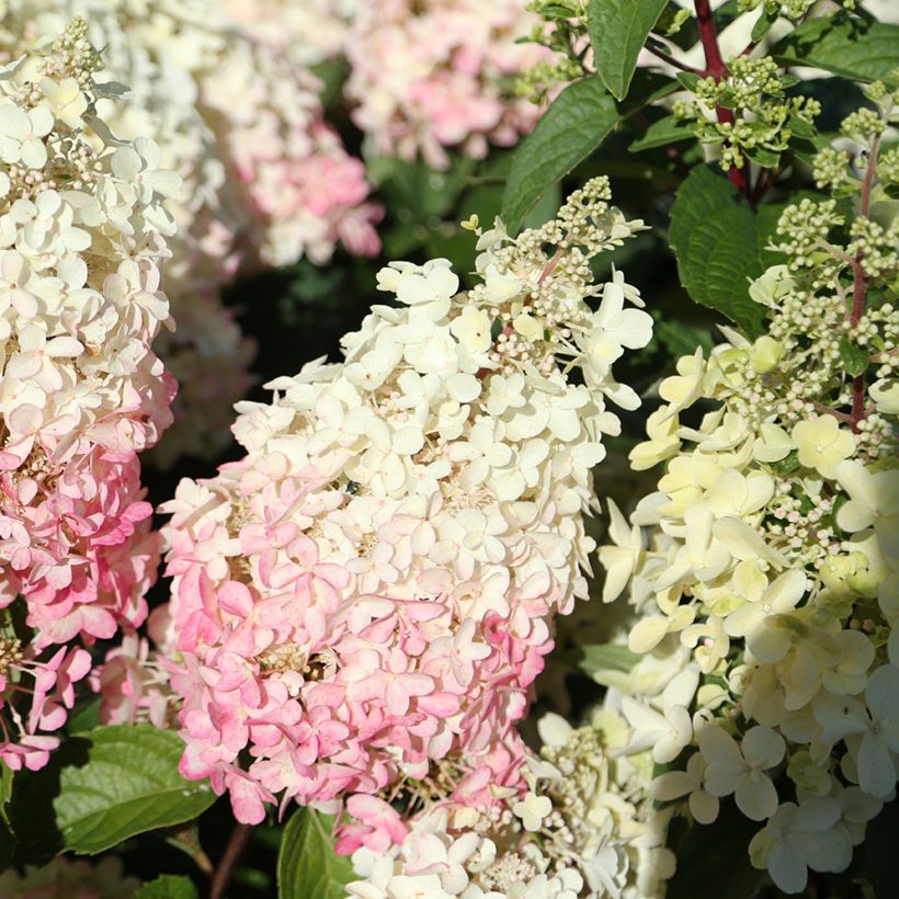 Hydrangea paniculata Candlelight (Flowering)