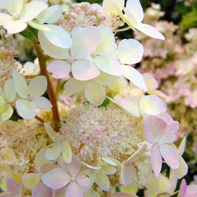 Hydrangea paniculata Confetti (Flowering)