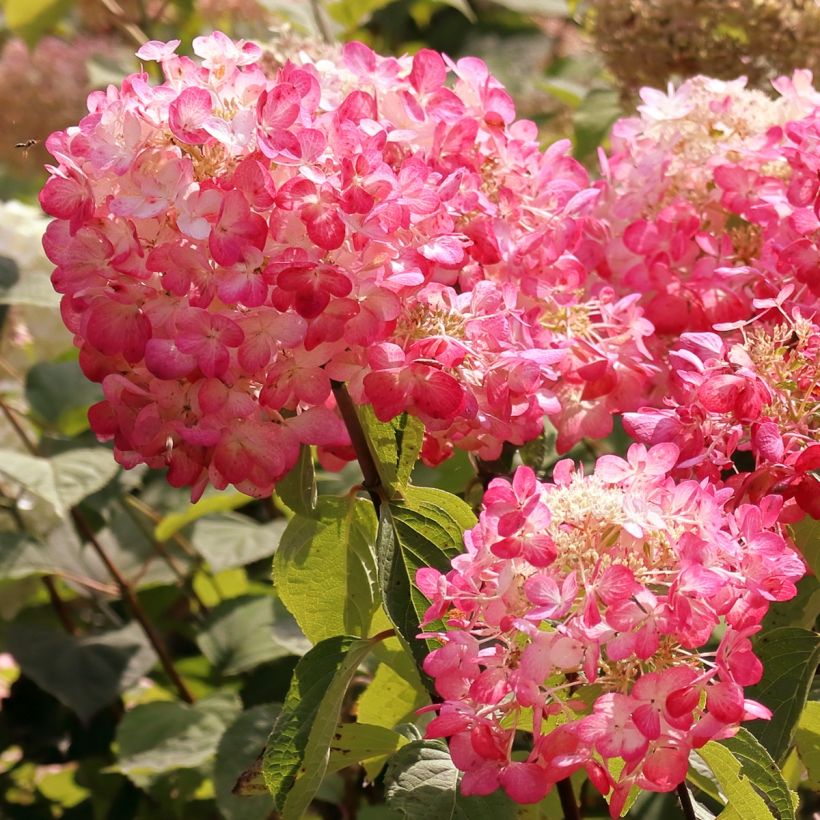 Hydrangea paniculata Framboisine (Flowering)