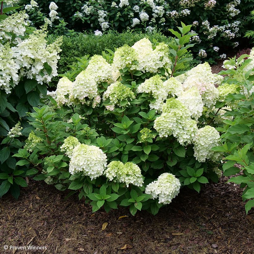 Hydrangea paniculata Little Lime Punch Proven Winners - Panicle Hydrangea (Plant habit)