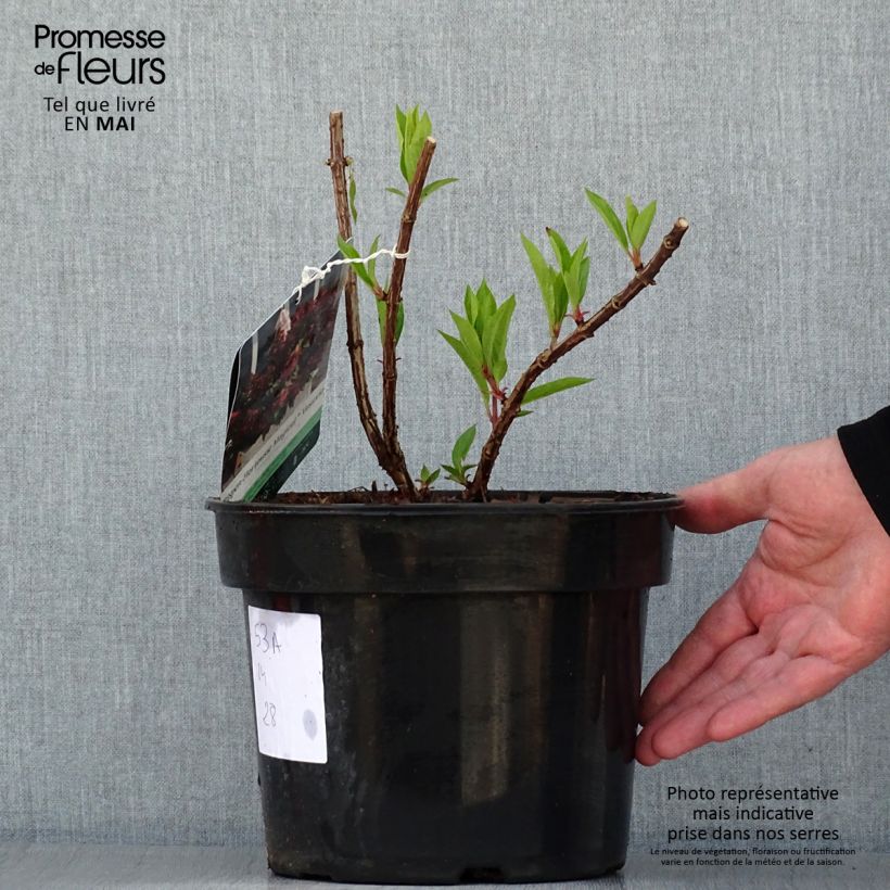Hydrangea paniculata Magical Vesuvio sample as delivered in spring