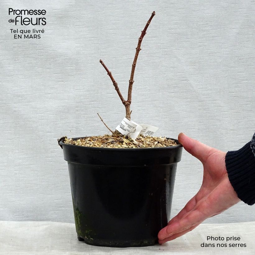 Hydrangea paniculata Polestar - Hortensia paniculé en pot de 3L sample as delivered in spring
