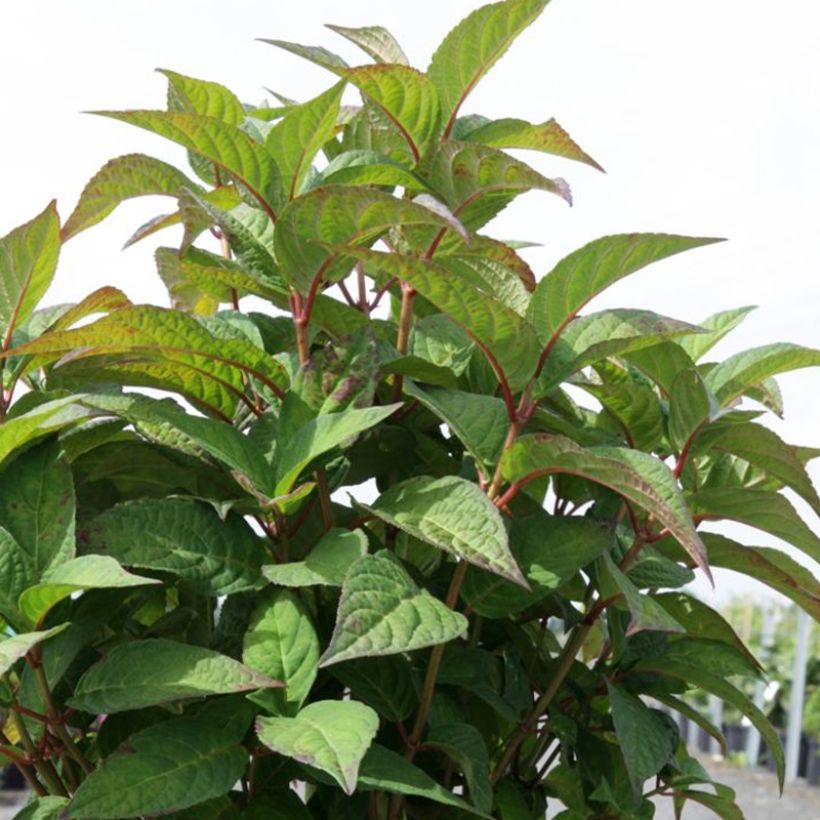 Hydrangea serrata Intermedia - Mountain Hydrangea (Foliage)