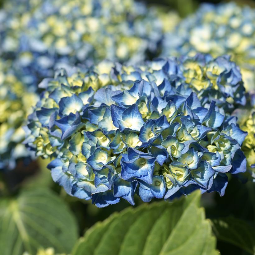 Hydrangea macrophylla Renate Steiniger (Flowering)