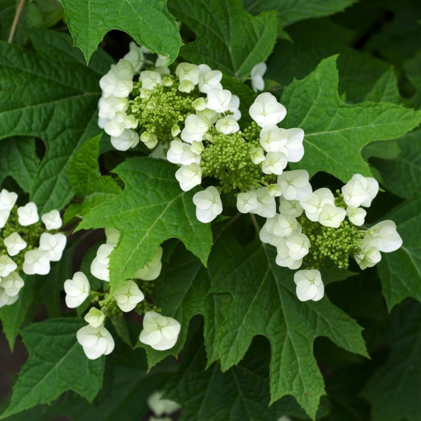 Hydrangea quercifolia Bultinks Giant Flowers (Foliage)