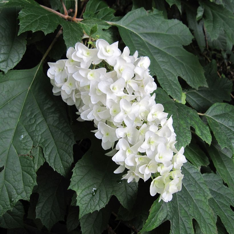 Hydrangea quercifolia Bultinks Giant Flowers (Flowering)