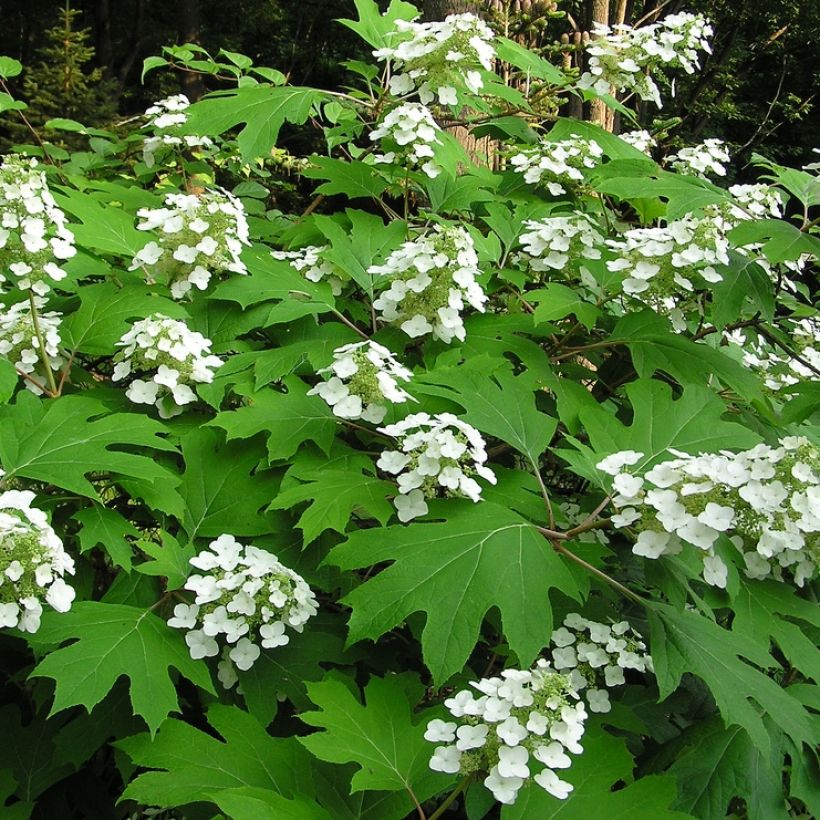 Hydrangea quercifolia Bultinks Giant Flowers (Plant habit)